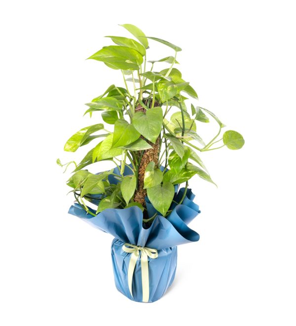Epipremnum aureum 'mosstok' - Patos Salon Sarmaşığı