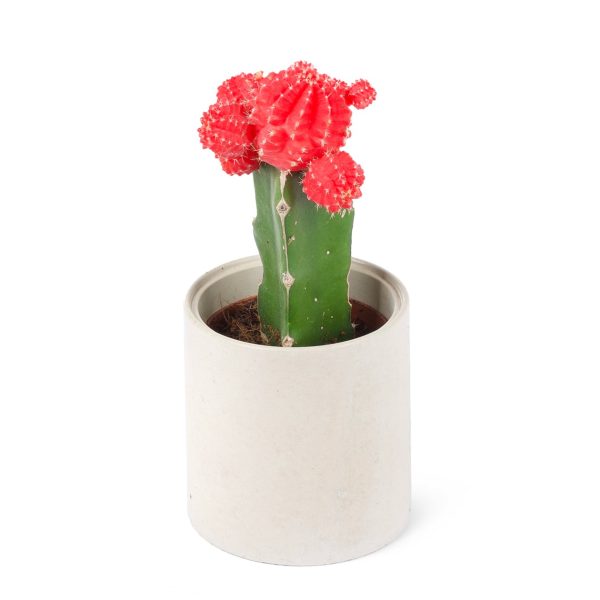 Gymnocalycium Mihanovichii - Aşılı Kaktüs Kırmızı