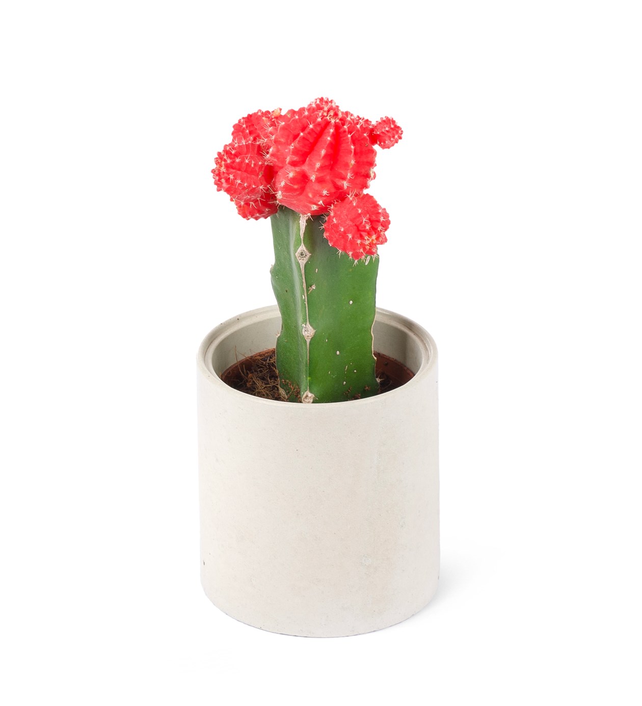 Gymnocalycium Mihanovichii - Aşılı Kaktüs Kırmızı