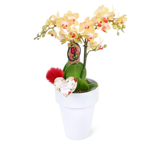 Seramikte Sarı Kırmızı Orkide Tasarımı - Phalaenopsis 2T Multi Midi