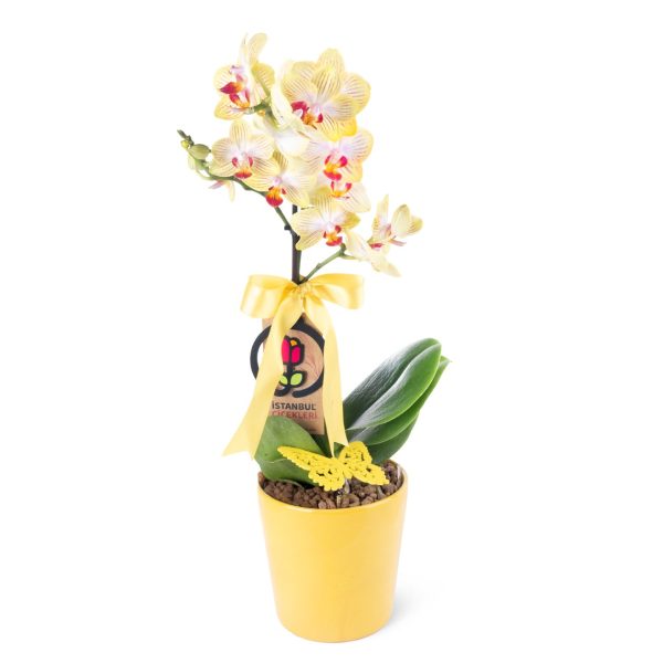 Kırçıllı Sarı Orkide Aranjman Multi Midi - Phalaenopsis Tek Dallı