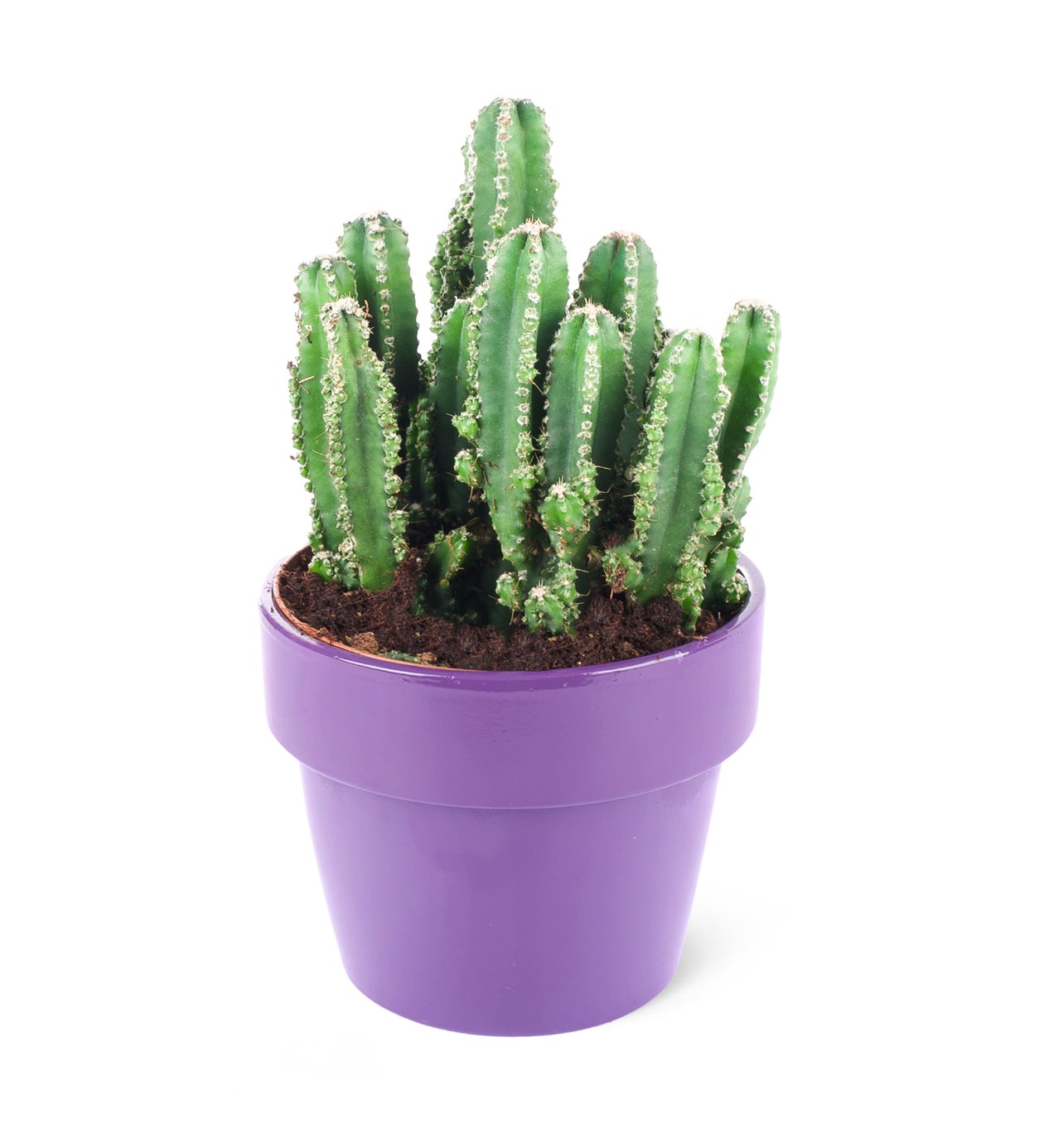 Acanthocereus tetragonus-Perili köşk kaktüs