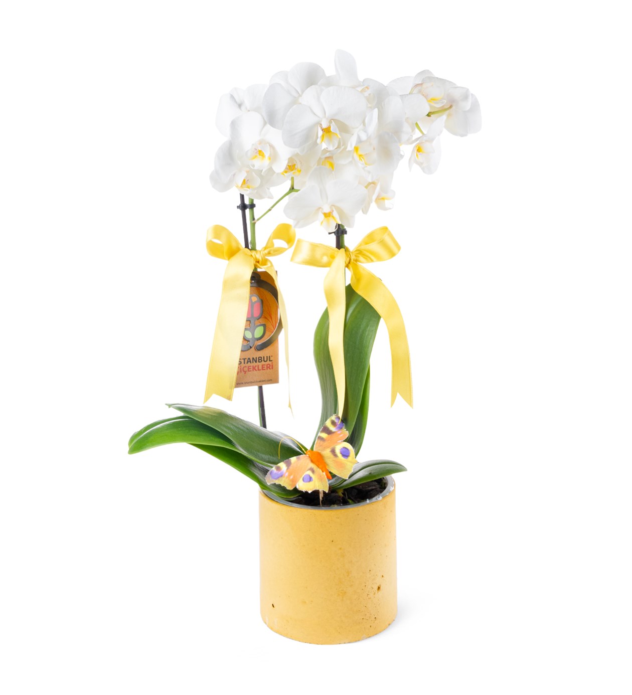 Saksıda Orkide Beyaz Aranjmanı Multi Midi - Phalaenopsis Çift Dallı