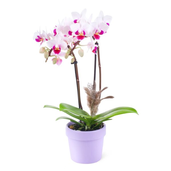 Saksıda Benekli Orkide Aranjmanı - Phalaenopsis Midi Special