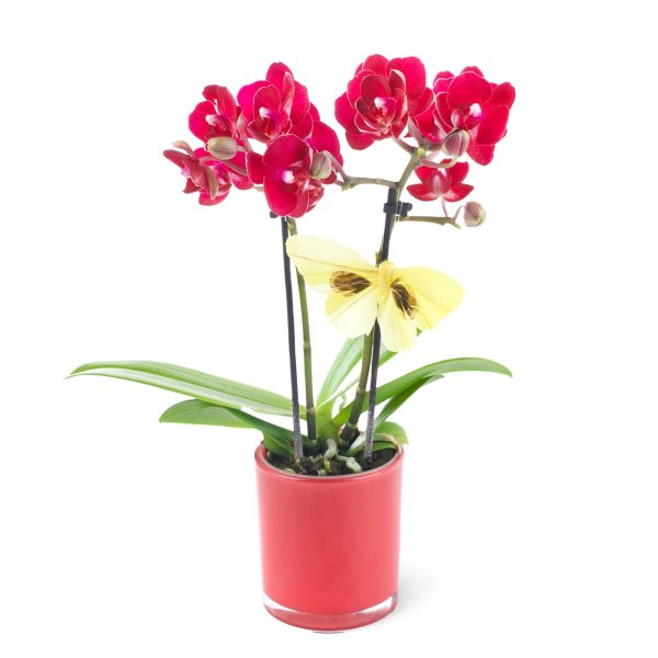 Saksıda Mürdüm Orkide Aranjmanı - Phalaenopsis Midi Special