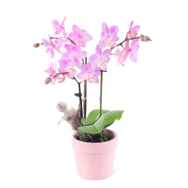 Saksıda Pembe Orkide Aranjmanı - Phalaenopsis Midi Special