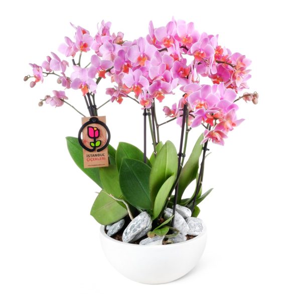Rome Pink Orchid