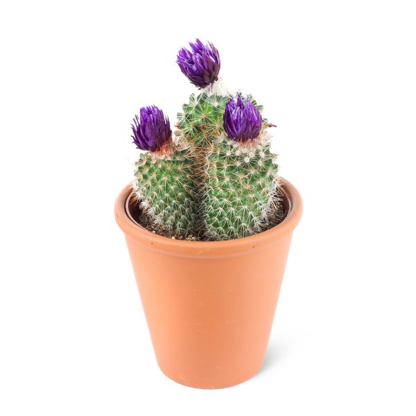 Parodia chrysacanthion-Mor çiçekli kaktüs