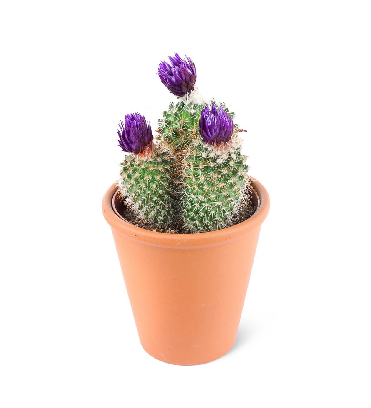 Parodia chrysacanthion-Mor çiçekli kaktüs