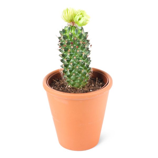 Mammilaria spinosissima-Yeşil Çiçekli Mammilaria kaktüs(Sütun formlu)