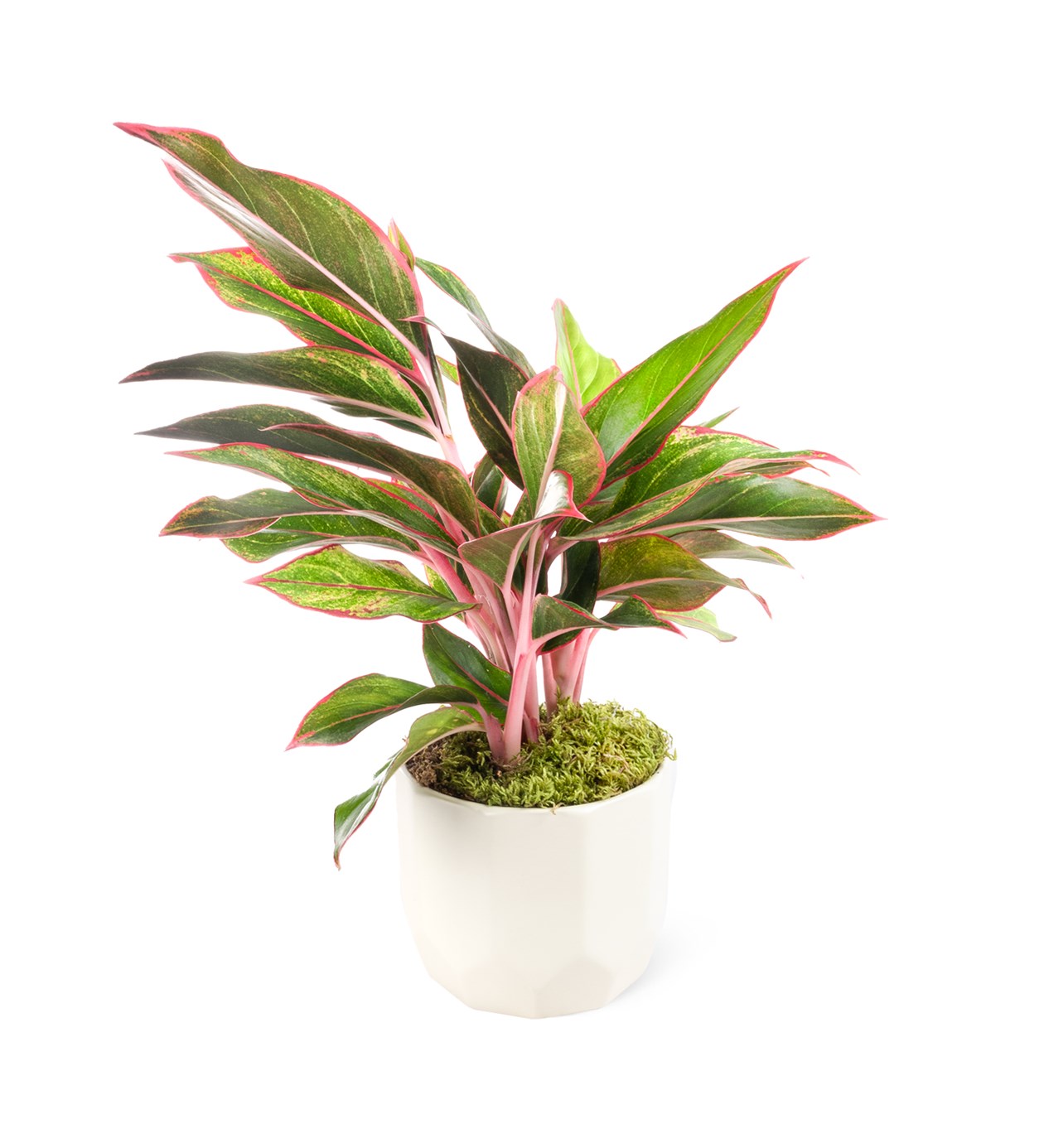 Aglaonema Commutatum