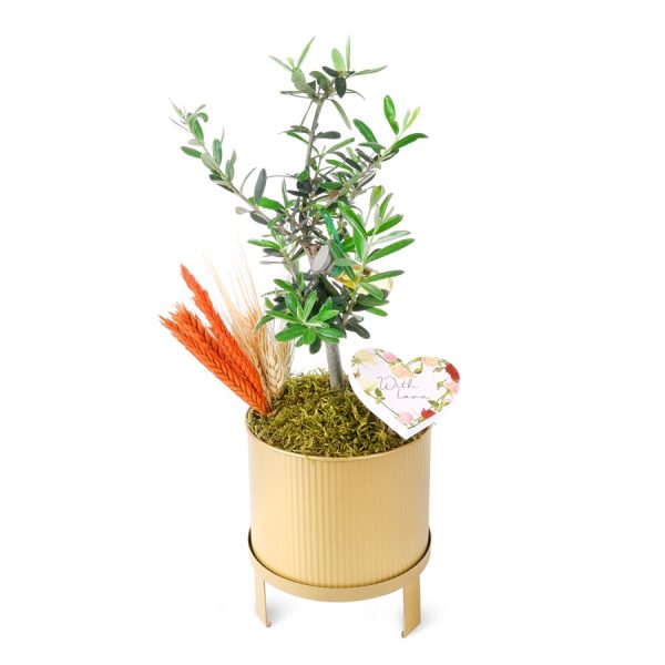 Zeytin Aranjmanı Gold