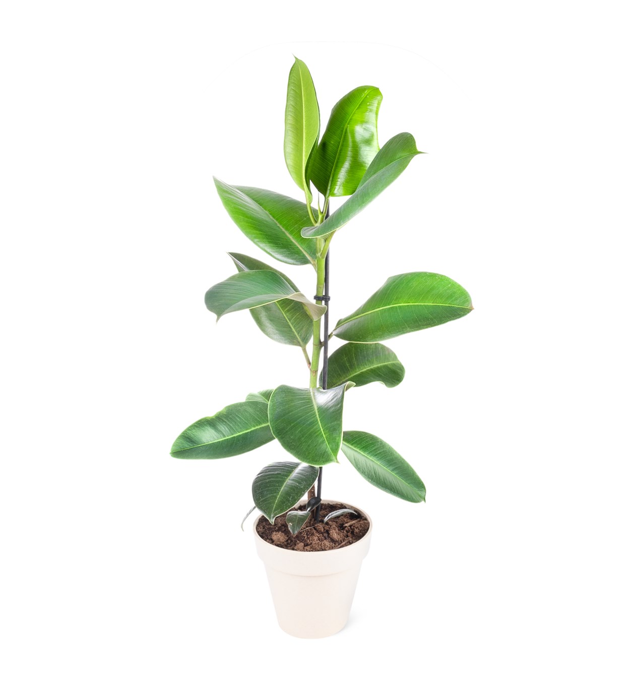 Kauçuk Ağacı - Ficus Elastica Robusta