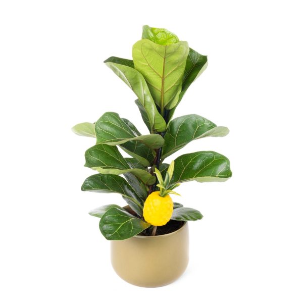 Keman Yapraklı Kauçuk - Ficus Lyrata