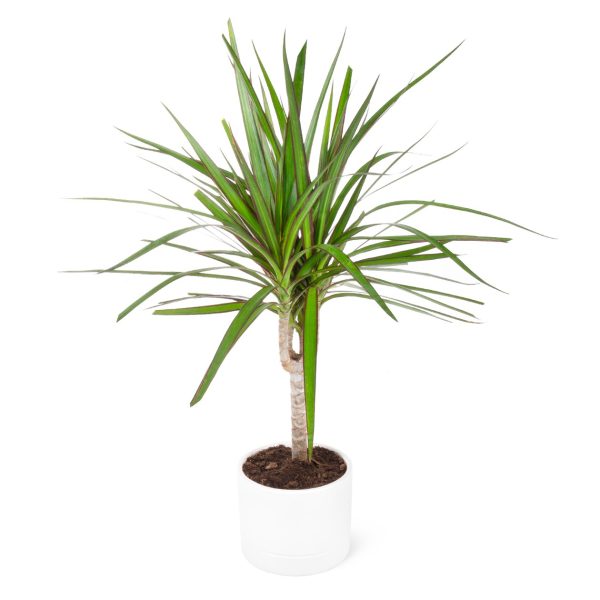 Dracaena Marginata