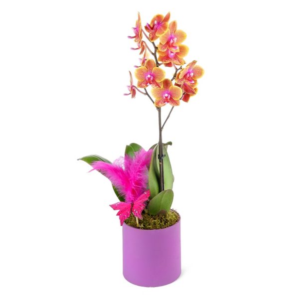Saksıda Orkide Turuncu Aranjman Multi Midi - Phalaenopsis Tek Dallı