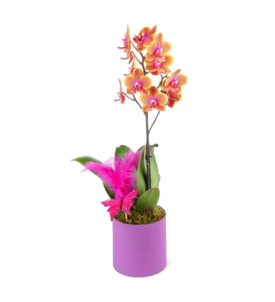 Saksıda Orkide Turuncu Aranjman Multi Midi - Phalaenopsis Tek Dallı