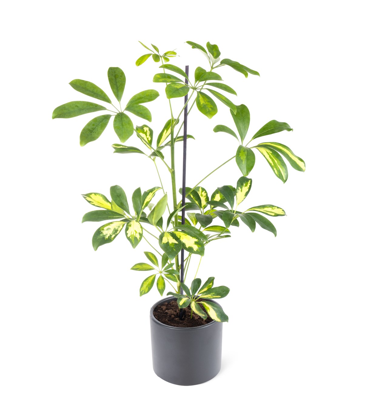 Seramik Saksıda Schefflera