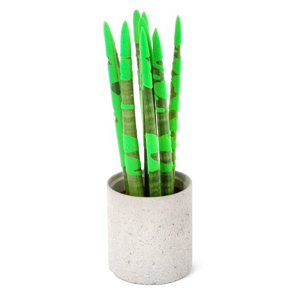 Dracaena Compacta