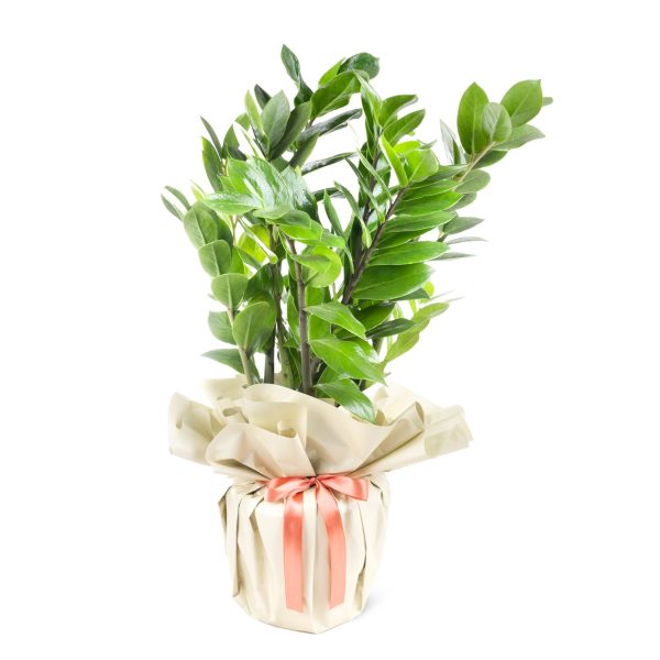 Zeze Çiçeği - Zamia Zamiifolia
